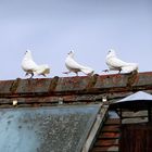 la patrouille..