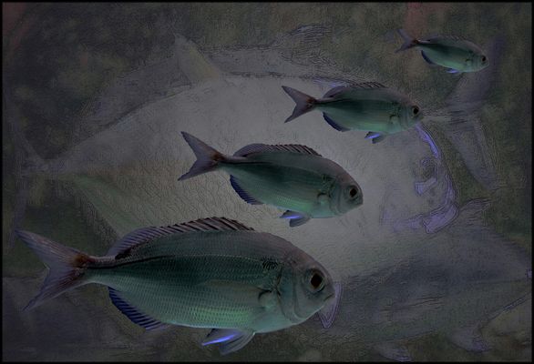 LA PATROUILLE ORIGINAL JPEG