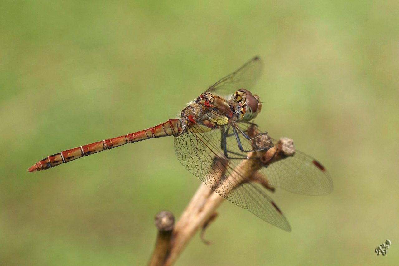 La pause de dame libellule