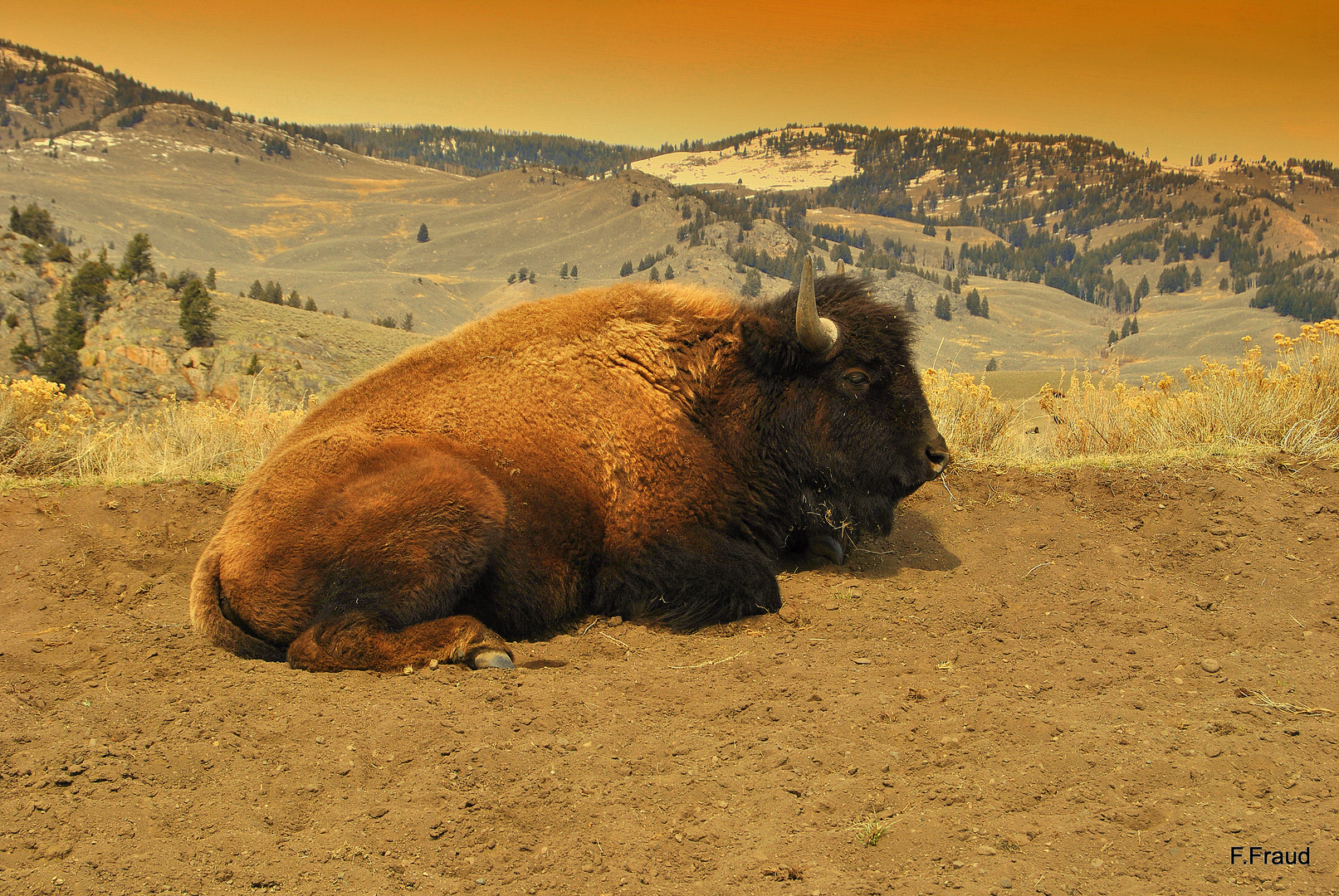 La pause du bison