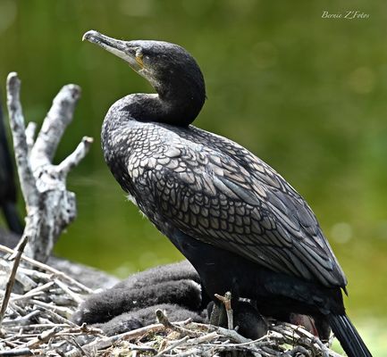 La pause du cormoran