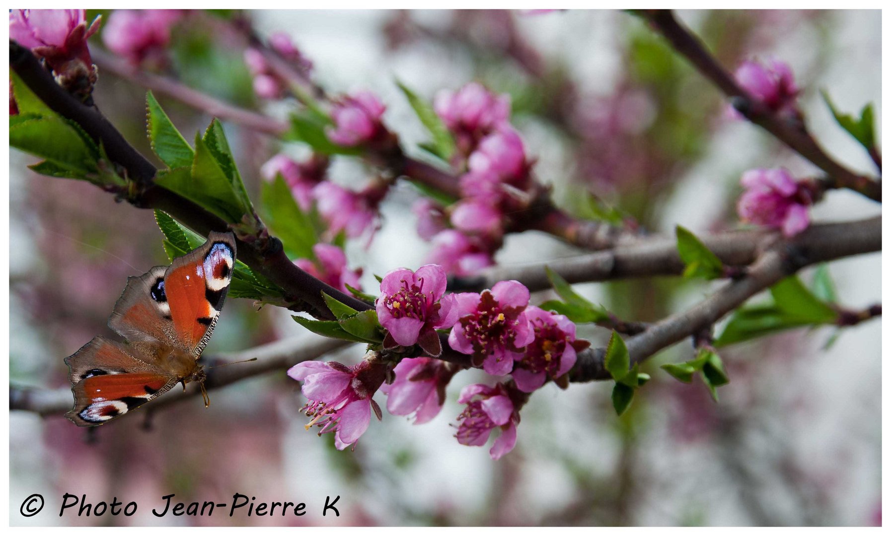 La pause du papillons