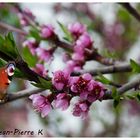 La pause du papillons