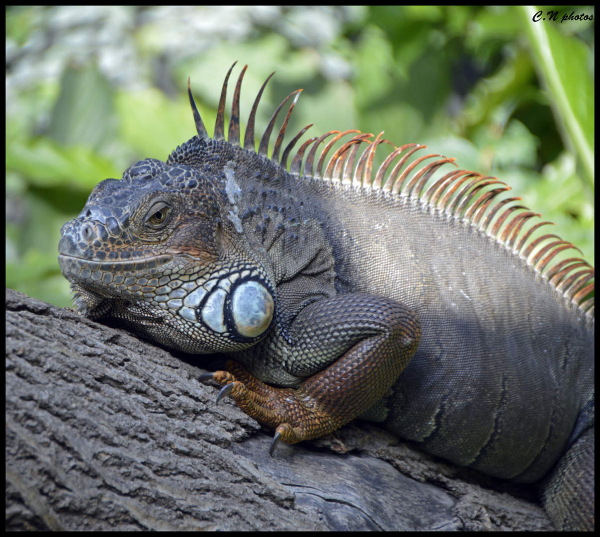 la pause iguane