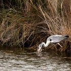 La pêche !