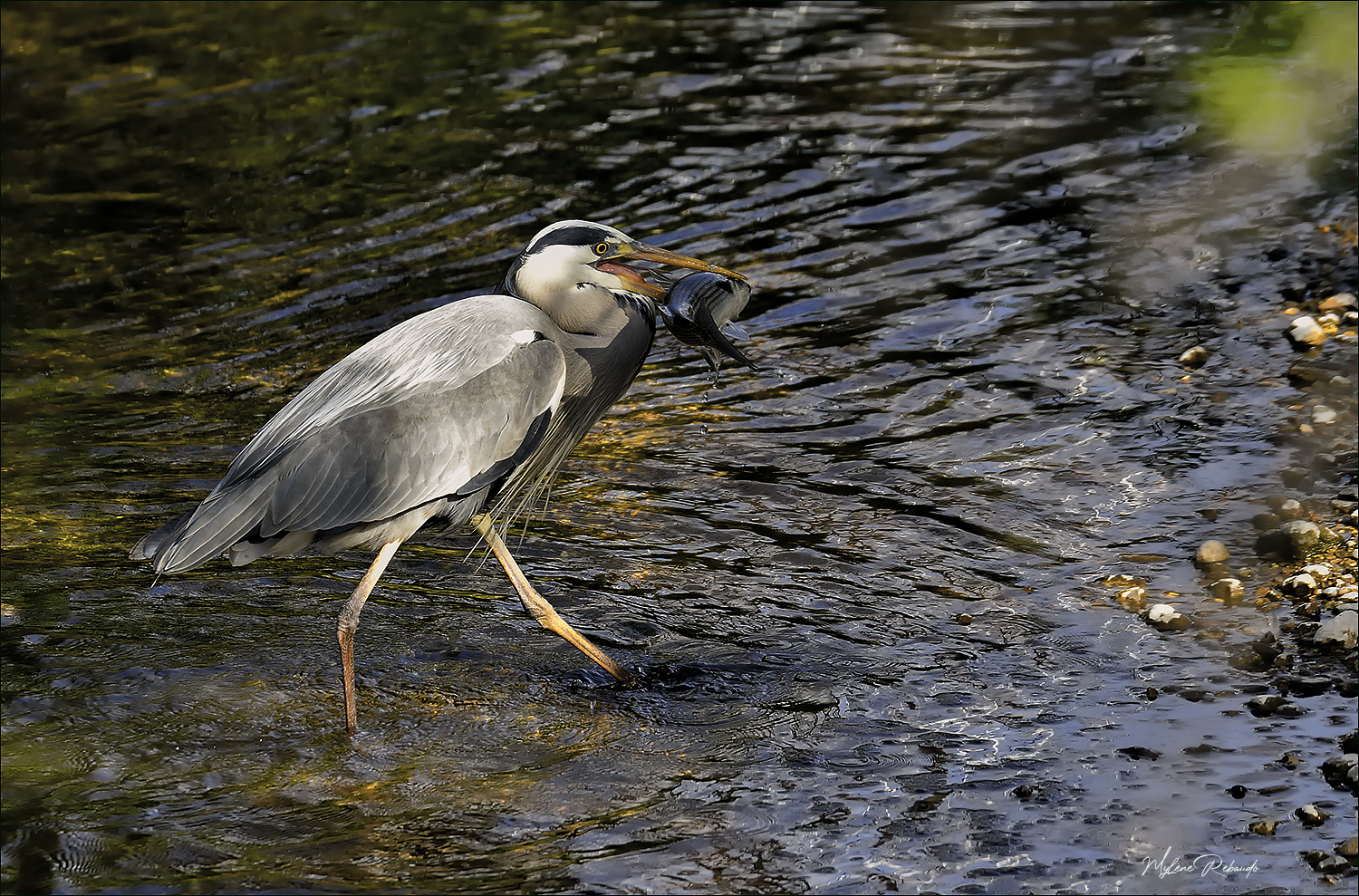 La pêche a été bonne, j'ai la dalle moi!!!