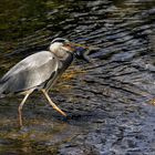 La pêche a été bonne, j'ai la dalle moi!!!