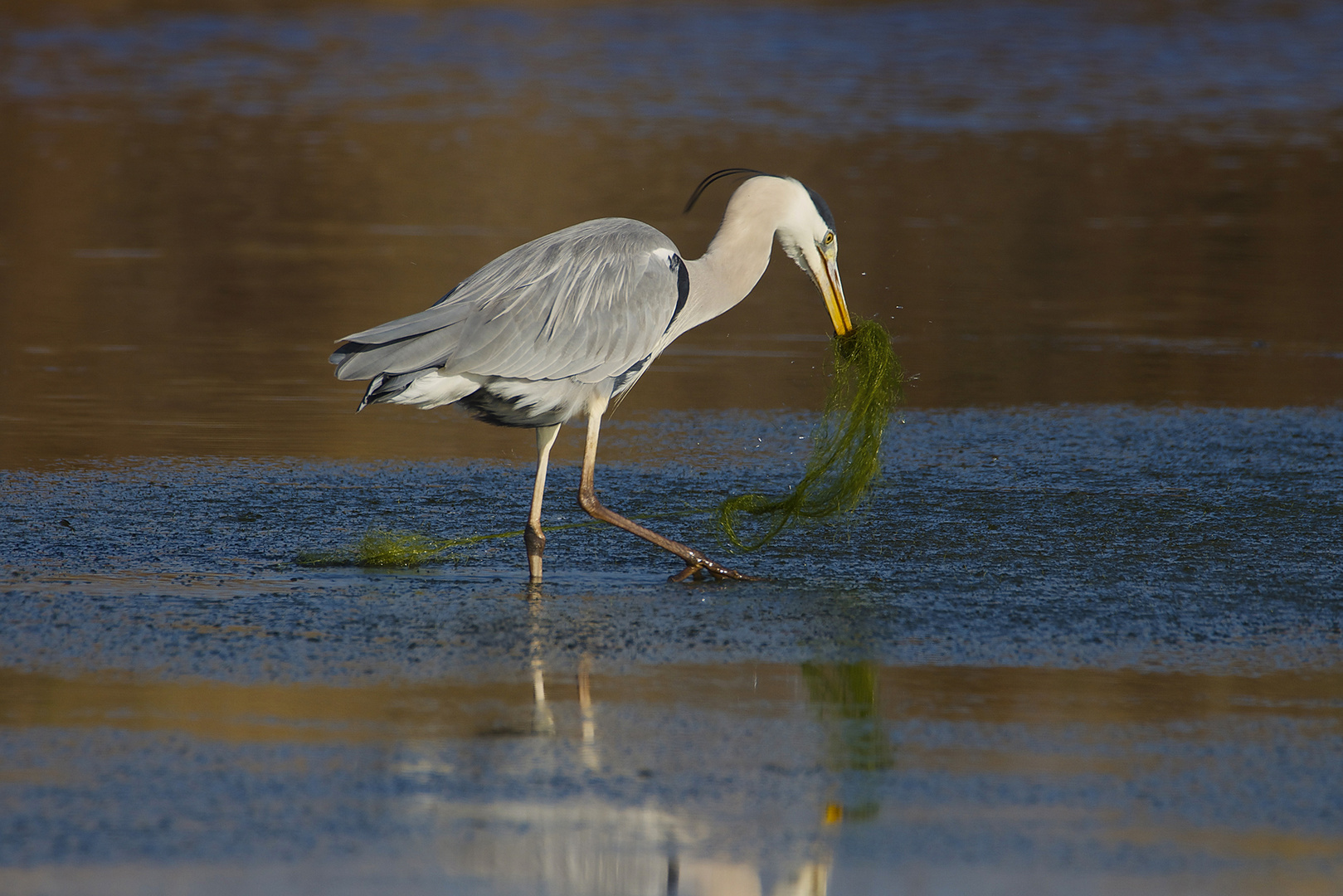 La pêche à l'anguille 