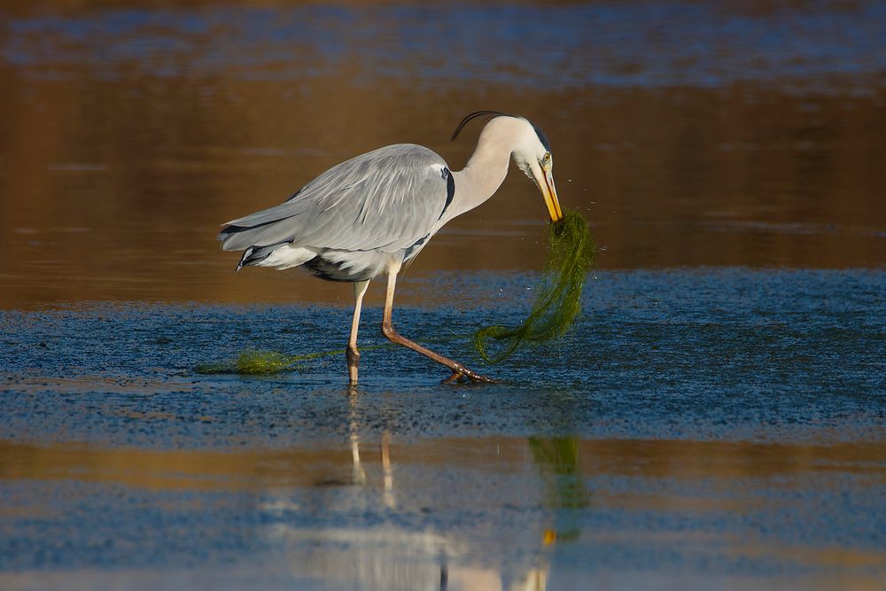 La pêche à l'anguille 