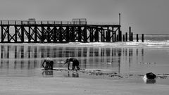 La "pêche à pied"