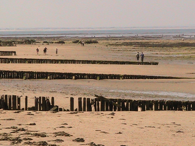 À la pêche aux tectura virginea