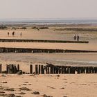 À la pêche aux tectura virginea