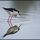 La pêche de l'échasse.