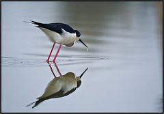 La pêche de l'échasse.