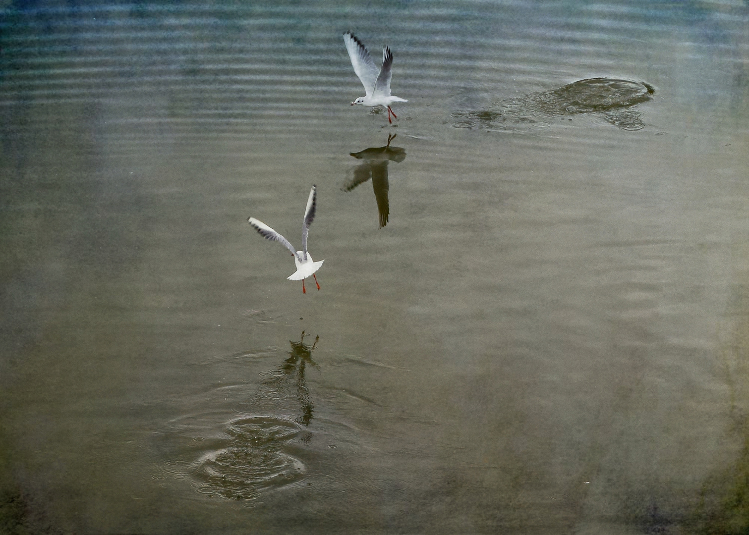 La pêche des mouettes rieuses