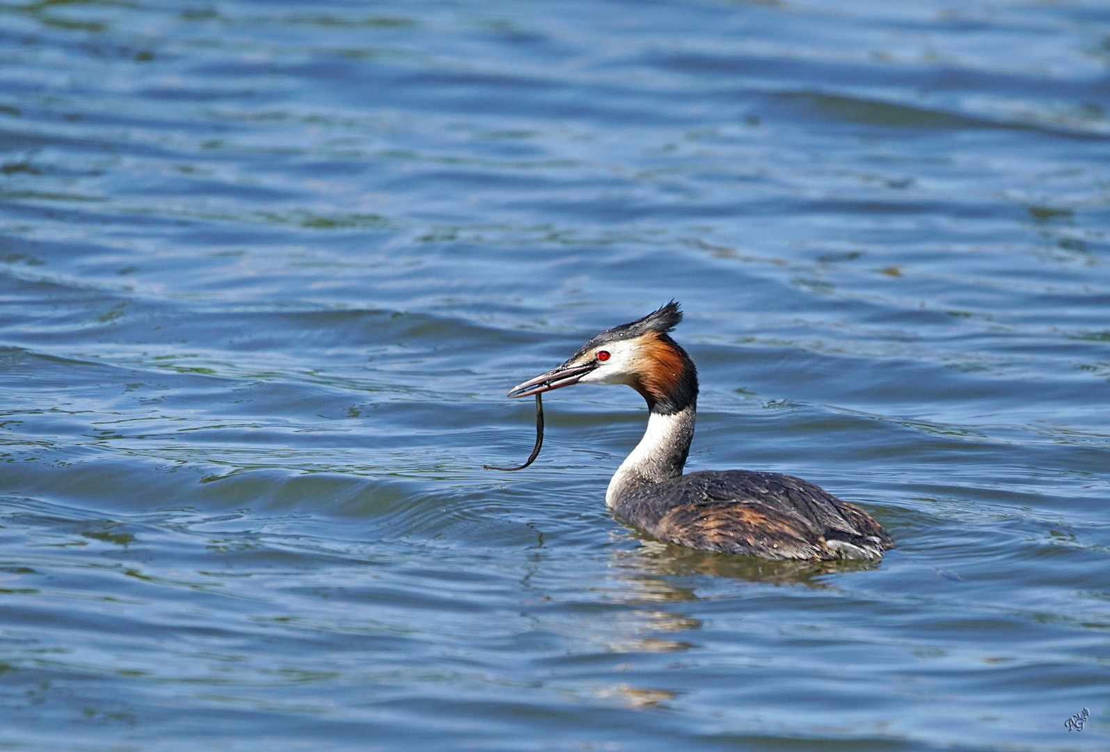 La pêche est bonne pour le grèbe