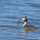 La pêche est bonne pour le grèbe