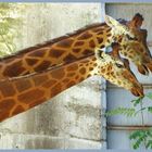 la peau de la girafe....