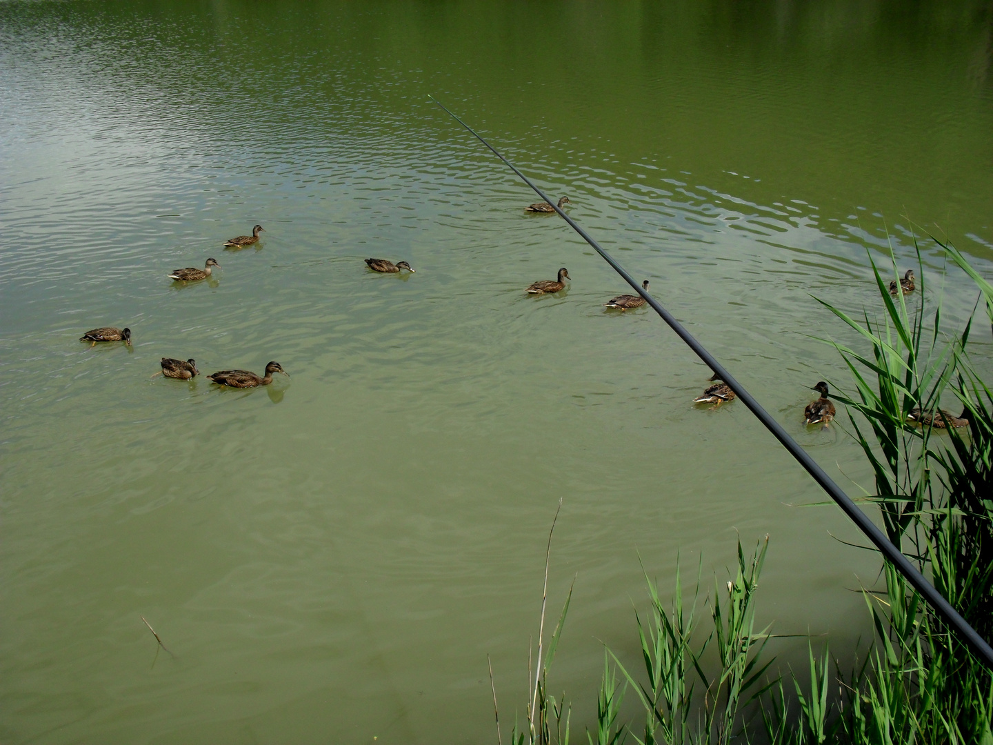 LA PECHE AUX CANARDS