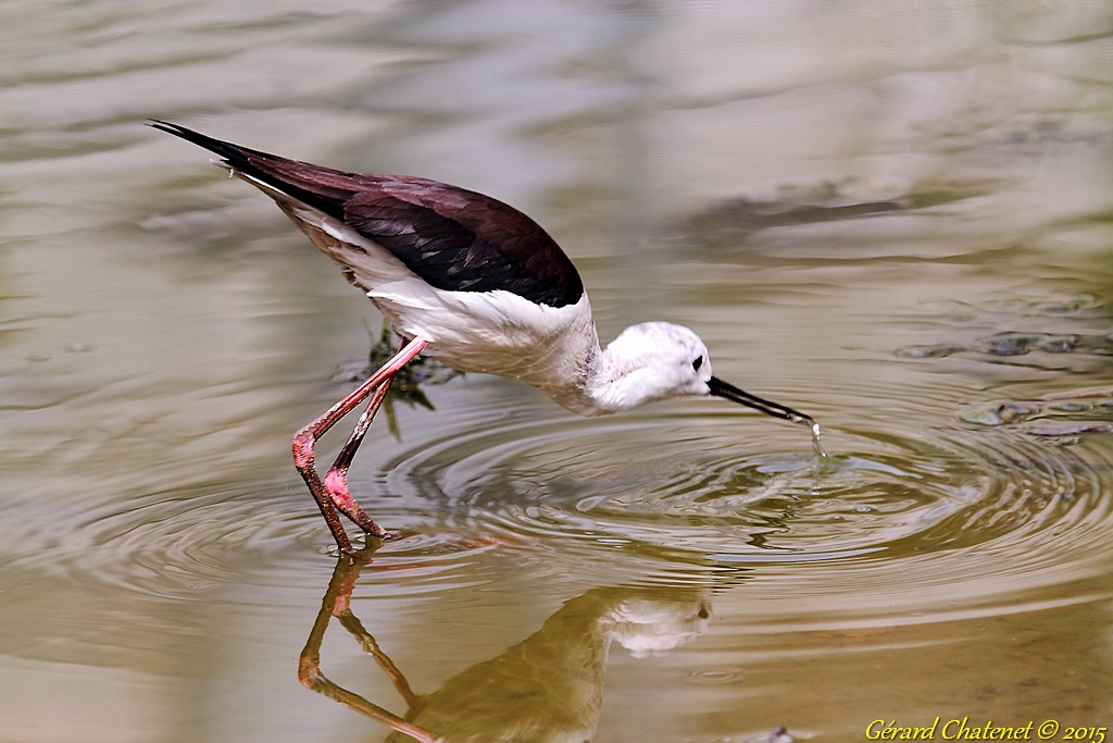 La peche de l'echasse