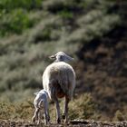 la pecora e l'agnello