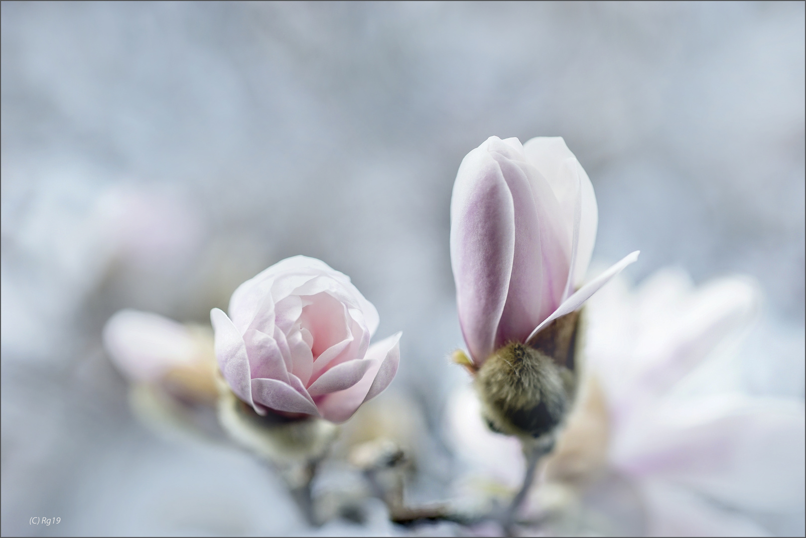 la peinture des fleurs 