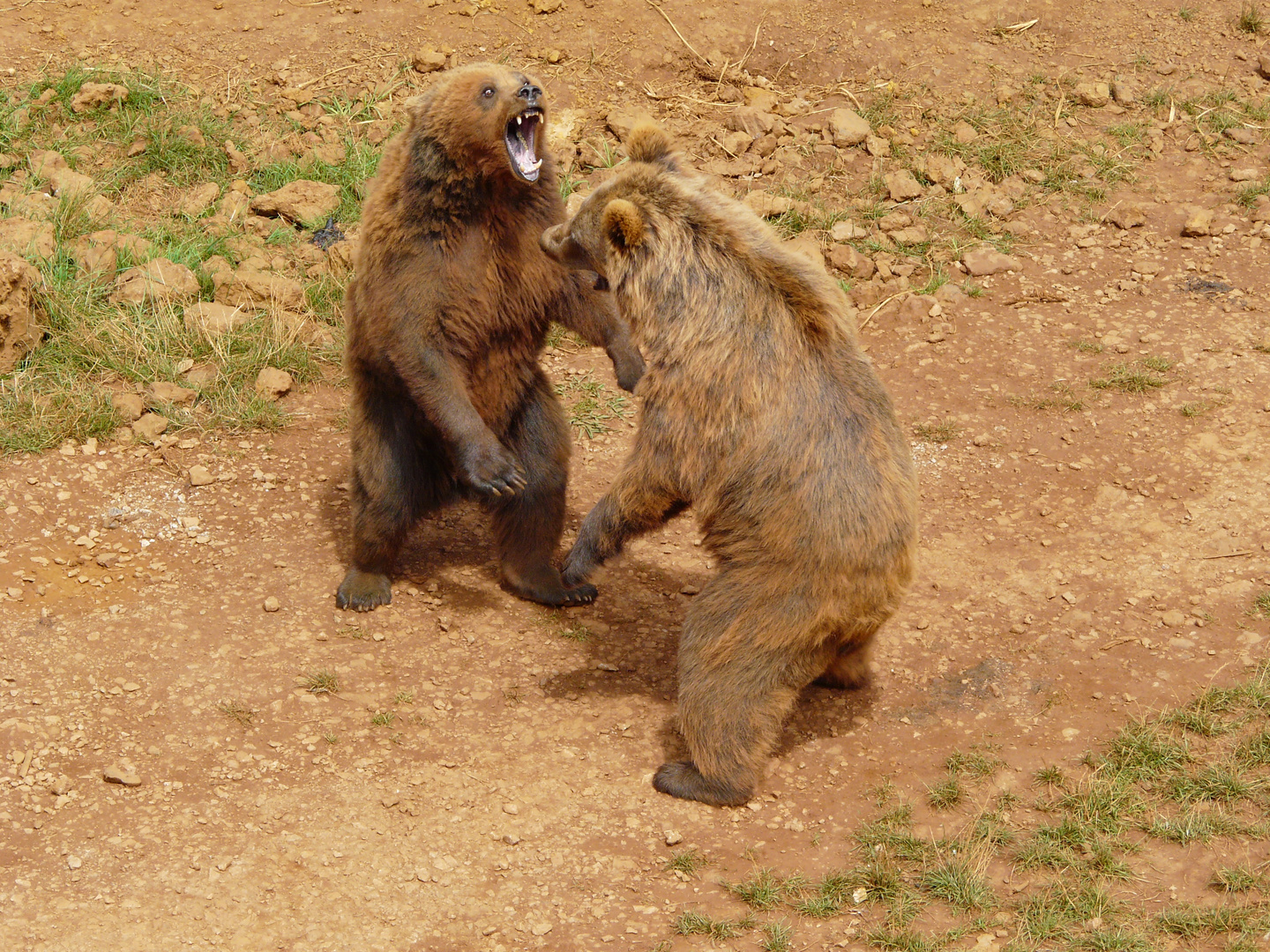 La pelea ( Cabarceno )