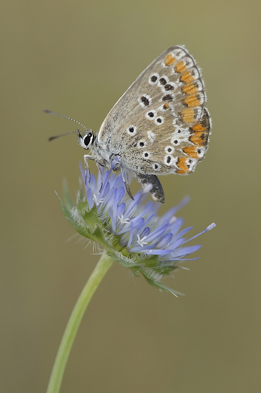 La pequeña aricia