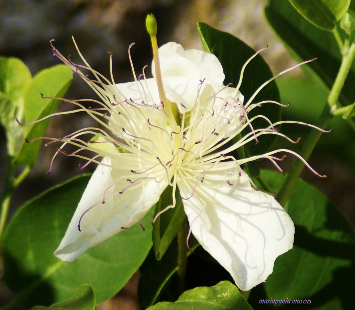 la perfezione della natura..............