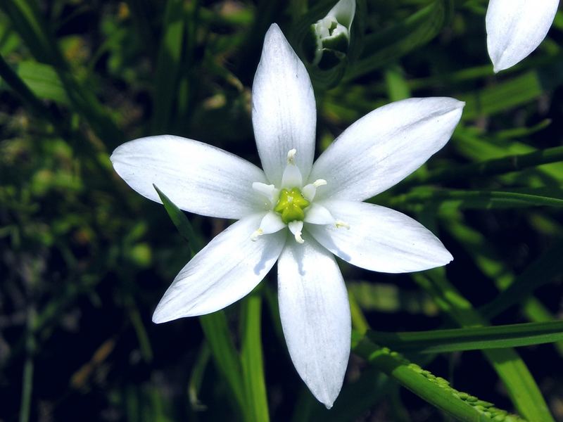 la perfezione della natura..