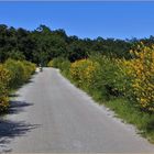  la" période jaune" de la nature ......