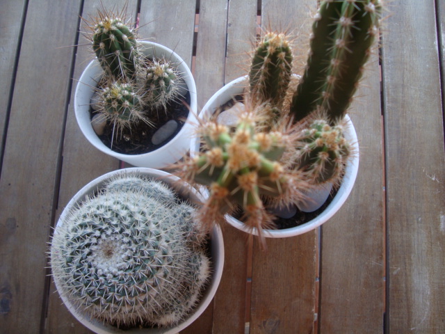la perspectiva de los cactus