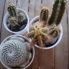 la perspectiva de los cactus