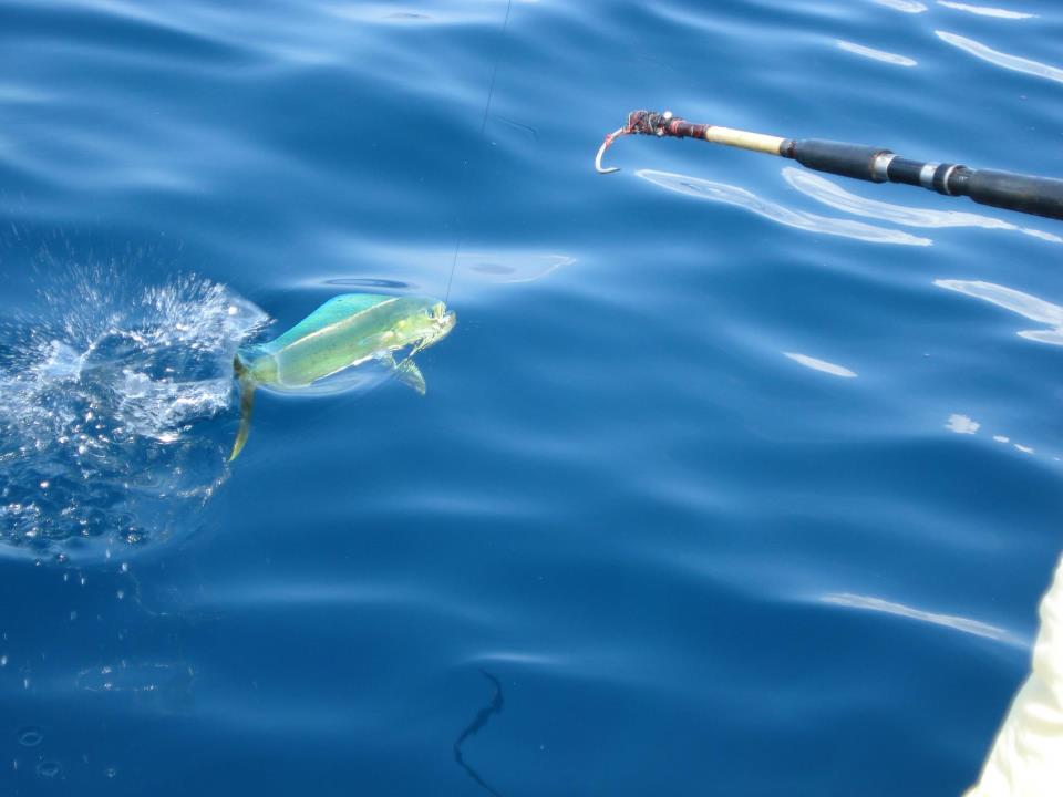 LA PESCA DE UN PEZ DORADO