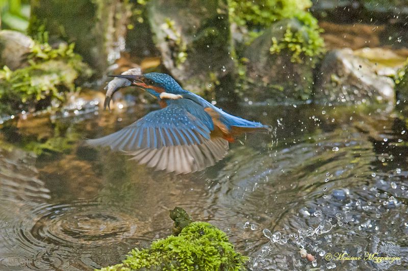 La pesca del Martin Pescatore