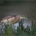 .. La pesca della giovane sgarza ..