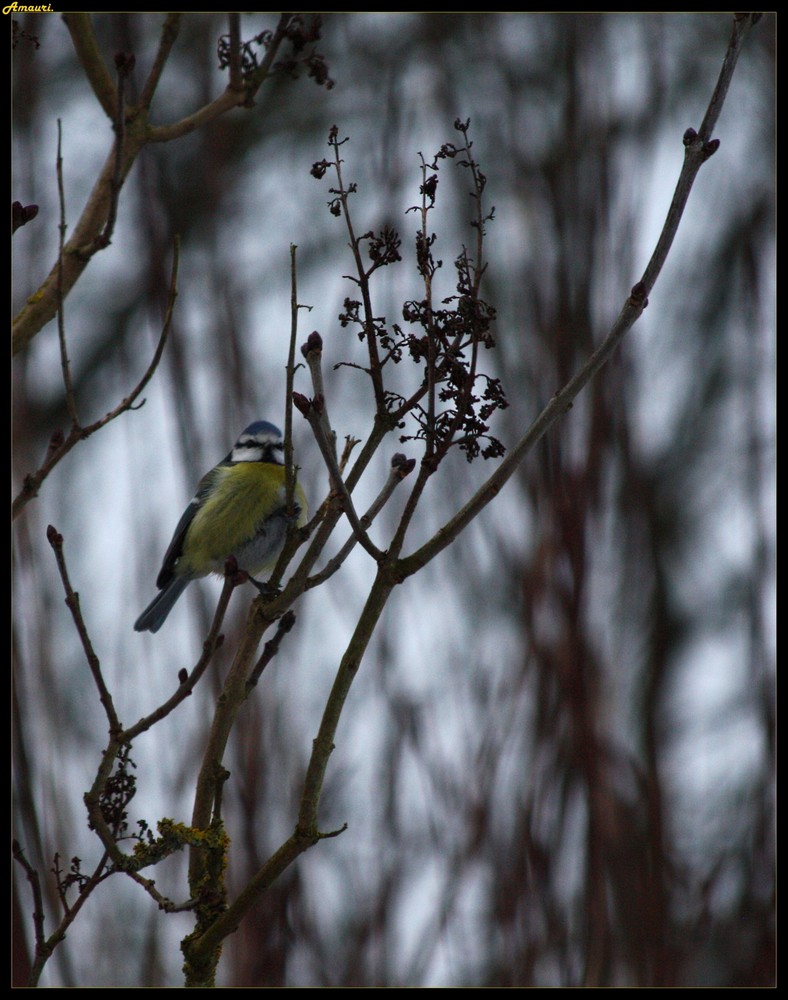 La petit bleue.