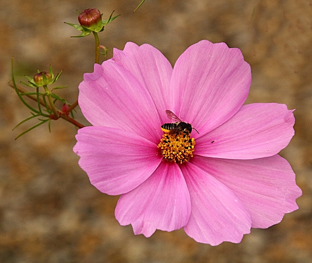 la petite abeille !