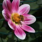 La petite abeille sur le dahlia 