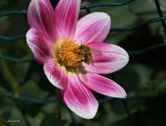 La petite abeille sur le dahlia 