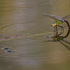 La petite Anax imperator pendant la ponte