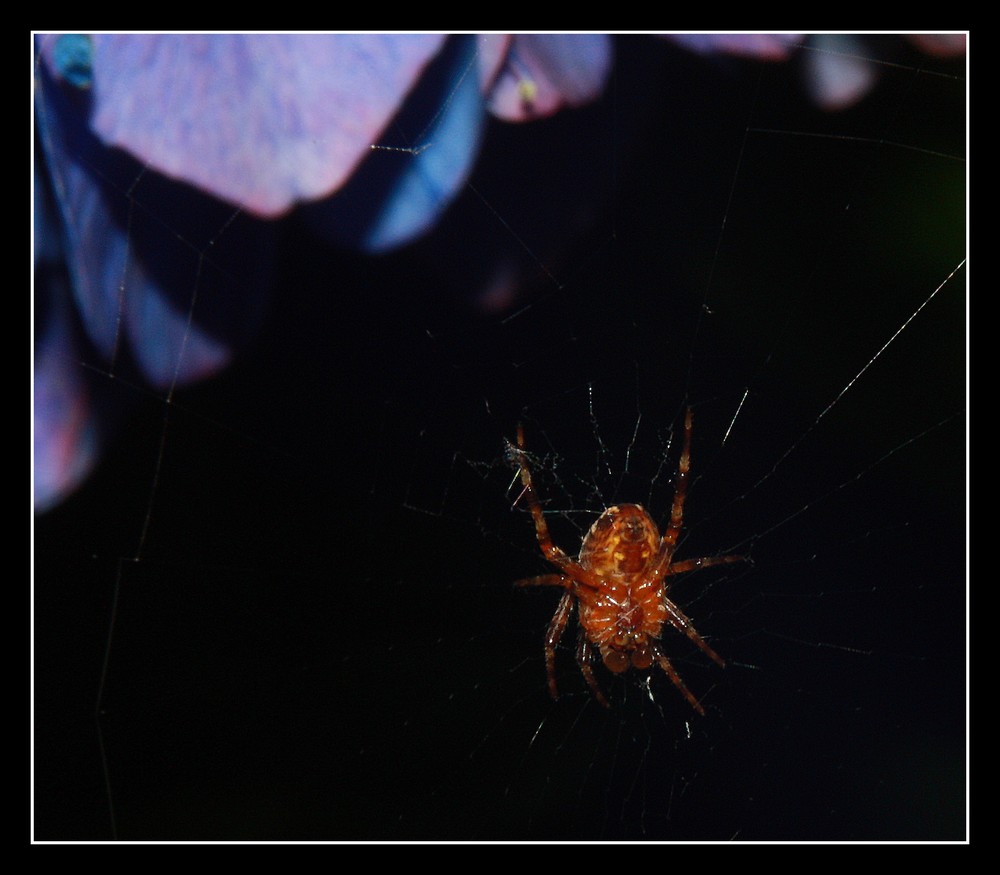 " La petite araignée " ( taille 3 mm )