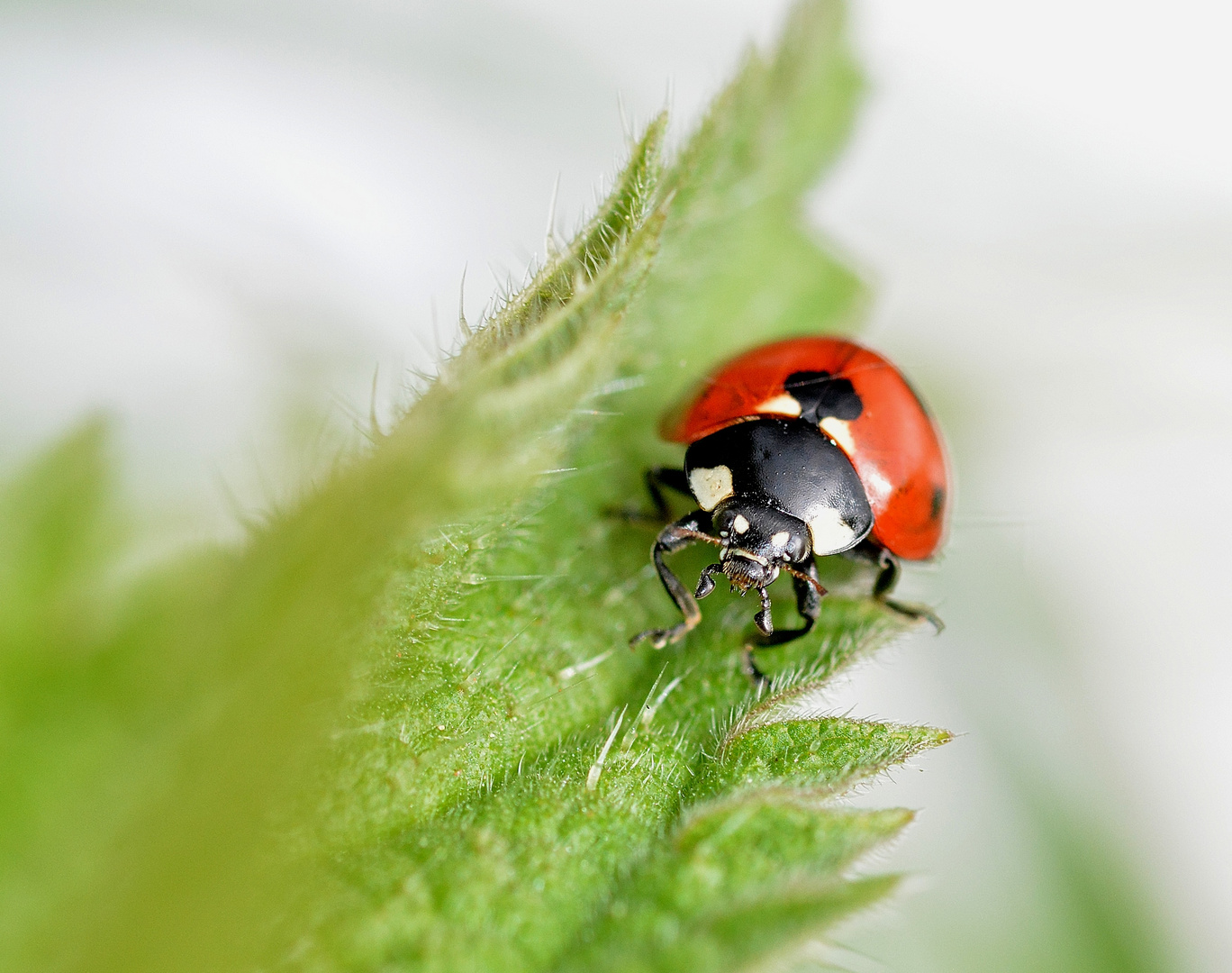 la petite bete à bon dieux