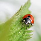 la petite bete à bon dieux