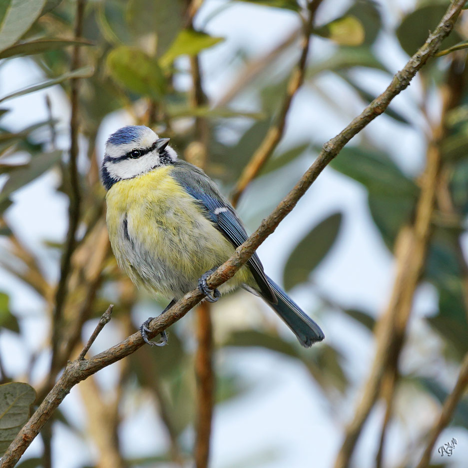 La petite bleue...