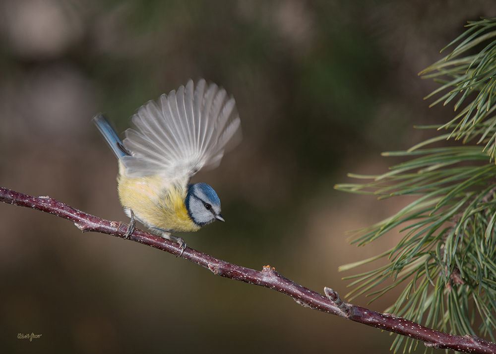 La petite bleue