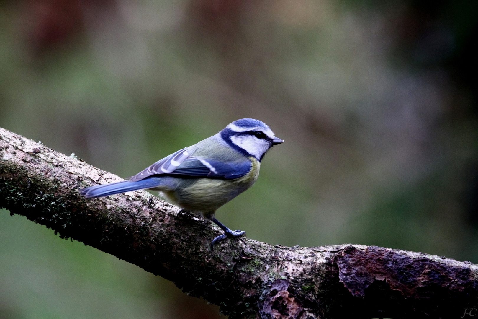 " La petite bleue "