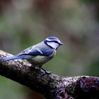 " La petite bleue "