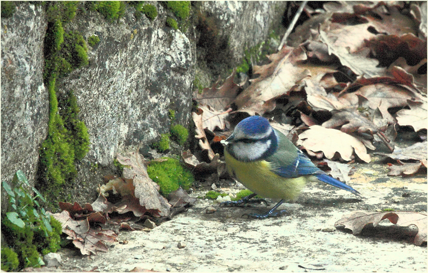 La petite bleue