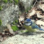 La petite bleue